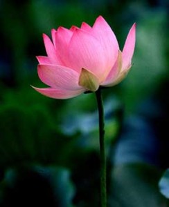 Lotus in Dahl lake, Kashmir1999Photo:-Jay Mandal/On Assignment